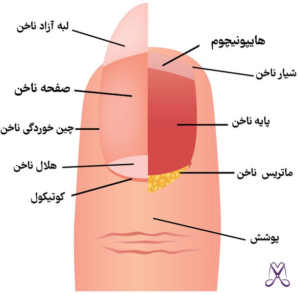 ساختار ناخن انسان